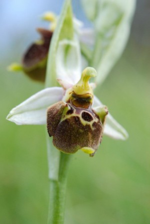 Ophrys Bécasse